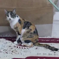 واگذاری گربه|گربه|مشهد, پنجتن|دیوار