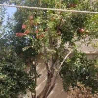 خانه ویلایی 130متری/سند تک برگ|فروش خانه و ویلا|تهران, امیریه|دیوار