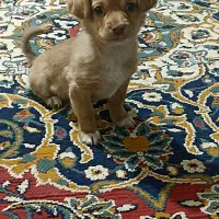 سگ پا کوتاه