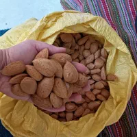 بادام سنگی تو پر و درشت|عمدهفروشی|مرند, |دیوار