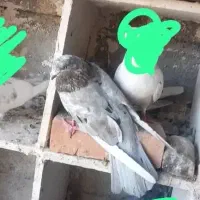 کبوتر نر سرور