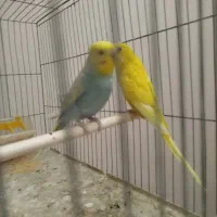 مرغ عشق|پرنده|صدرا-فارس, فاز ۲|دیوار