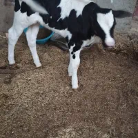 گاو زائیده|حیوانات مزرعه|هامون, |دیوار