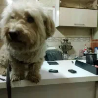 واگذاری سگ شیتزو تریر|سگ|تهران, تهرانپارس غربی|دیوار