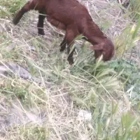 نر معاوضه با کهره ماده