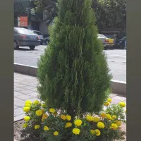 خدمات انواع گل و گیاه|خدمات باغبانی و درختکاری|تهران, اقدسیه|دیوار