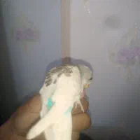 پرنده مرغ عشق|پرنده|گلبهار, شهر جدید گلبهار|دیوار