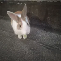 خرگوش سفید طلایی