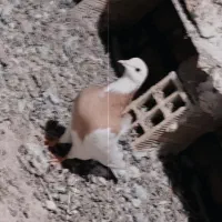کبوتر طوقی