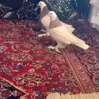 کبوتر طوقی سلطنتی