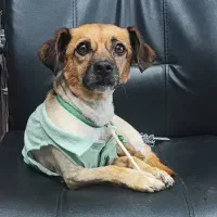 واگذاری سگ پاکوتاه