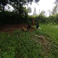 دوتا خوروس محلی چاق
