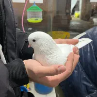 کبوتر سفید کله پفکی|پرنده|قائم‌شهر, |دیوار