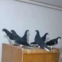 کفتر شهری|پرنده|شیراز, شیخ روزبهان|دیوار