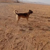 سگ سرابی|سگ|ابهر, |دیوار