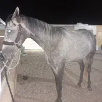 نریان ۷ساله درشت صیح سلامت مخصوص سواری آزاد پرش|اسب و تجهیزات اسب‌سواری|تهران, آشتیانی|دیوار