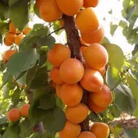 نهال هایی که ازهمان سال اول شما رابه ثروت میرسانند