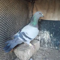 کبودپلاکی|پرنده|قزوین, |دیوار