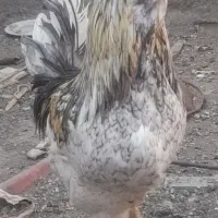 خروس گلین چهل تاج