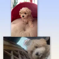 پاکوتا پودل