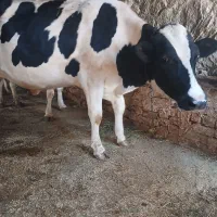 گاو تلیسه ابستن