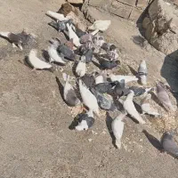 پرنده|پرنده|لوداب, |دیوار