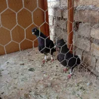 چند جفت نر و ماده رنگی