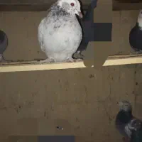 پلاکی تهرانی مسافتی آلمانی|پرنده|شریف‌آباد, |دیوار