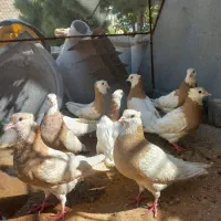 کبوتر،طوقی