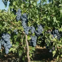 فروش انواع رقم های انگور