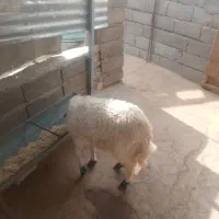 بره سفید،۳ ماه