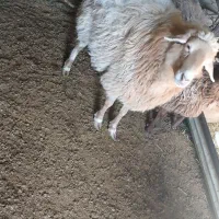 گوسفند|حیوانات|بجنورد, |دیوار