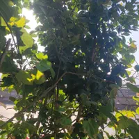 درختچه یاس هلندی|خدمات باغبانی و درختکاری|فلاورجان, |دیوار