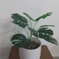 گل مصنوعی|گل مصنوعی|سبزوار, شهدا|دیوار