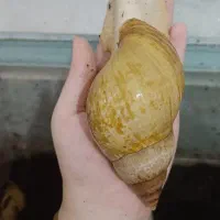 ۱۴۰ عدد حلزون آلبینو آچاتینا
