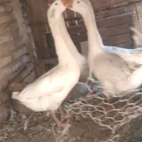 ۴ عدد قوغاز در مرند