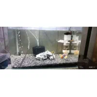 اکواریوم شیشه خم