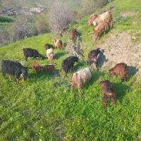 بز ،|حیوانات مزرعه|مریوان, |دیوار