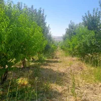 باغ سندار خان زنیان شیراز