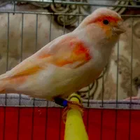 قناری ماده موزائیکی اورجینال