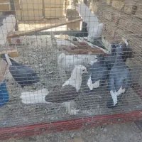 کبوتر،کفتر|پرنده|ارژن, |دیوار