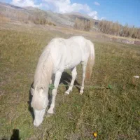 آرام‌وخوب|اسب و تجهیزات اسب‌سواری|ماکو, |دیوار