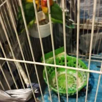 طوطی|پرنده|کوهدشت, |دیوار