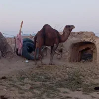 لوک فروشی|حیوانات مزرعه|جلگه ماژان, |دیوار