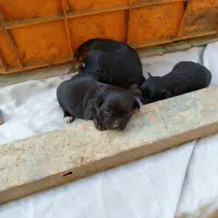 واگذاری توله|سگ|ورامین, خیر آباد|دیوار