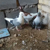رنگی و دورگ