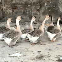 قوغاز