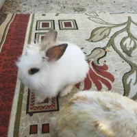 خرگوش آنگورا