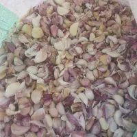 سیر مخصوص خشک کردن