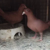 یک جفت کبوتر